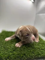 Female Bi Color , a female American Pit Bull Terrier for sale in Boise, ID – Photo 5 of 7