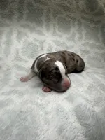 Bully Girl, a female American Bully for sale in Boise, ID – 2 of 6