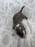 Bully Girl, a female American Bully for sale in Boise, ID – 6 of 6