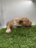 Red Male , a male American Pit Bull Terrier for sale in Boise, ID – Photo 4 of 8