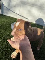 Red Male , a male American Bully for sale in Boise, ID – 7 of 9
