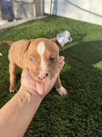 Red Male , a male American Bully for sale in Boise, ID – 8 of 9
