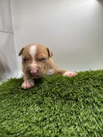 Red Male , a male American Pit Bull Terrier for sale in Boise, ID – Photo 2 of 8