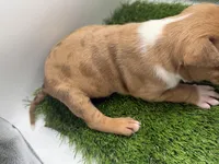 Red Male , a male American Pit Bull Terrier for sale in Boise, ID – Photo 8 of 8