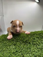 Red Male , a male American Pit Bull Terrier for sale in Boise, ID – Photo 3 of 8