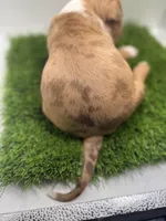 Red Male , a male American Pit Bull Terrier for sale in Boise, ID – Photo 6 of 8