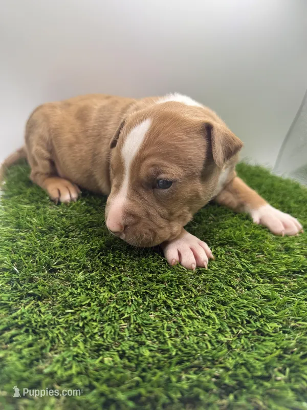 Red Male  – American Pit Bull Terrier puppy for sale in Boise, ID