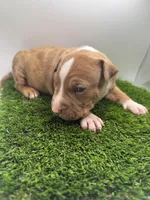 Red Male , a male American Pit Bull Terrier for sale in Boise, ID – Photo 1 of 8