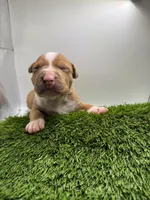 Red Male , a male American Pit Bull Terrier for sale in Boise, ID – Photo 5 of 8