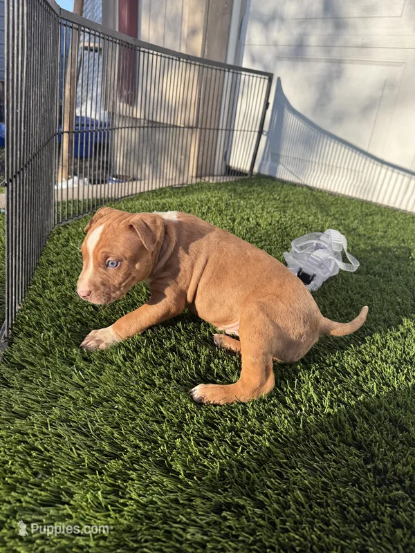 Red Male  – American Bully puppy for sale in Boise, ID