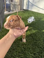 Red Male , a male American Bully for sale in Boise, ID – 9 of 9