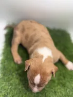 Red Male , a male American Pit Bull Terrier for sale in Boise, ID – Photo 7 of 8