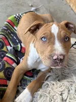 Red Male , a male American Bully for sale in Boise, ID – 1 of 9