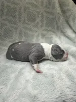 Bully Girl, a female American Bully for sale in Boise, ID – 4 of 6