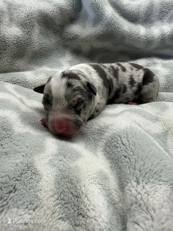 Bully Girl, a female American Bully for sale in Boise, ID – 1 of 4