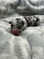 Bully Girl, a female American Bully for sale in Boise, ID – 1 of 4