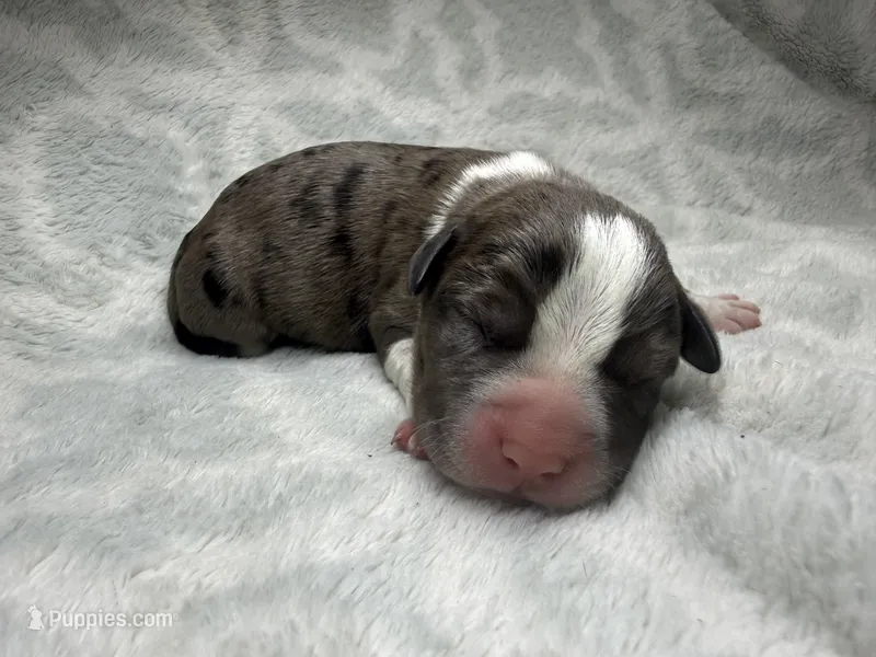 Bully Girl, a female American Bully for sale in Boise, ID – 1 of 6
