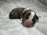 Bully Girl, a female American Bully for sale in Boise, ID – 1 of 6