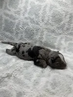 Bully Boy, a male American Bully for sale in Boise, ID – 3 of 6
