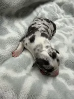 Bully Girl, a female American Bully for sale in Boise, ID – 3 of 4