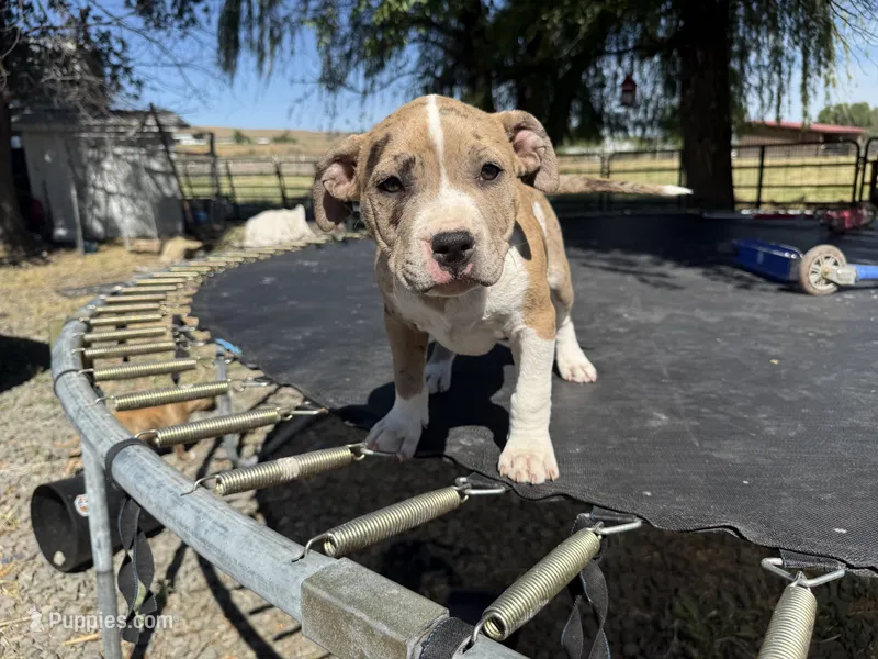 Merle Male, a male American Bully for sale in Boise, ID – 1 of 9