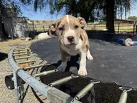Merle Male, a male American Bully for sale in Boise, ID – 1 of 9