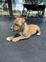 Brindle Female , a female American Bully for sale in Boise, ID – 5 of 8