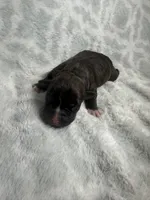 Bully Boy, a male American Bully for sale in Boise, ID – 2 of 5