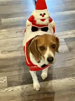 Bridger Marsh, a male Beagle for sale in Portland, TN – 3 of 6