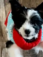 Finnegan, a male Yorkshire Terrier for sale in Portland, TN – 9 of 10