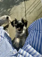 Mia Grace, a female Yorkshire Terrier for sale in Portland, TN – 6 of 9