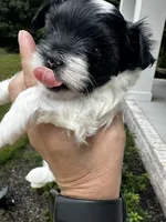 MEET AKC Timmy!  Price reduced!!, a male Yorkshire Terrier for sale in Portland, TN – 2 of 9