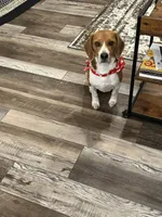 Bridger Marsh, a male Beagle for sale in Portland, TN – 6 of 6
