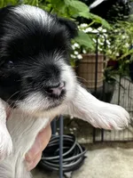 MEET AKC Timmy!, a male Yorkshire Terrier for sale in Portland, TN – 3 of 9