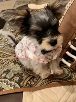 Princess Mia Grace, a female Yorkshire Terrier for sale in Portland, TN – 3 of 5