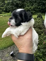 MEET AKC Timmy!  Price reduced!!, a male Yorkshire Terrier for sale in Portland, TN – 1 of 9