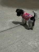 Mia Grace, a female Yorkshire Terrier for sale in Portland, TN – 9 of 9