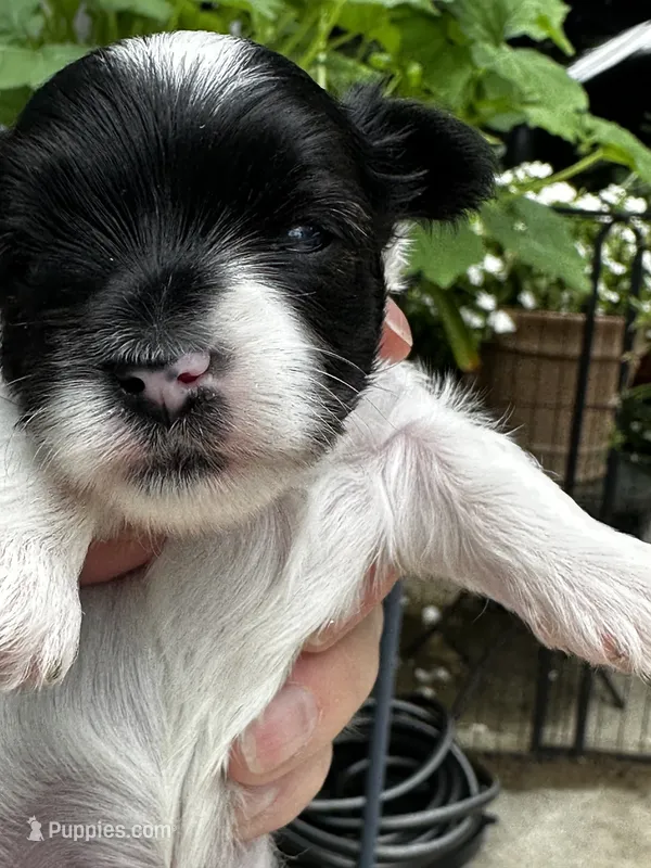 MEET AKC Timmy! – Yorkshire Terrier puppy for sale in Portland, TN