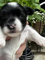 MEET AKC Timmy!, a male Yorkshire Terrier for sale in Portland, TN – 1 of 9