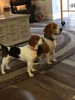 Bridger Marsh, a male Beagle for sale in Portland, TN – 5 of 6