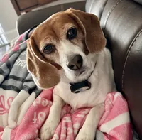 Daisy Mae, a female Beagle for sale in Portland, TN – 3 of 6