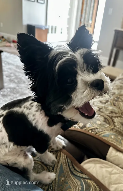 Finnegan – Yorkshire Terrier puppy for sale in Portland, TN