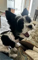 Finnegan, a male Yorkshire Terrier for sale in Portland, TN – 1 of 10