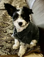 Finnegan, a male Yorkshire Terrier for sale in Portland, TN – 4 of 10