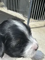 MEET AKC Teddy. PRICE REDUCED!!, a male Yorkshire Terrier for sale in Portland, TN – 8 of 10