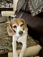 Daisy Mae, a female Beagle for sale in Portland, TN – 6 of 6