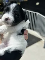 MEET AKC Teddy. PRICE REDUCED!!, a male Yorkshire Terrier for sale in Portland, TN – 4 of 10
