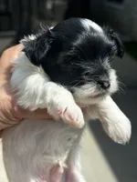 MEET AKC Timmy!  Price reduced!!, a male Yorkshire Terrier for sale in Portland, TN – 7 of 9