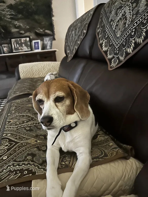 Daisy Mae – Beagle puppy for sale in Portland, TN