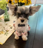 Mia Grace, a female Yorkshire Terrier for sale in Portland, TN – 8 of 9